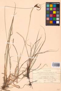 Carex flacca Schreb., Eastern Europe, Latvia (E2b) (Latvia)
