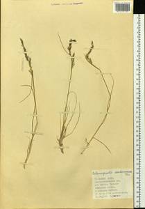 Calamagrostis deschampsioides Trin., Siberia, Altai & Sayany Mountains (S2) (Russia)