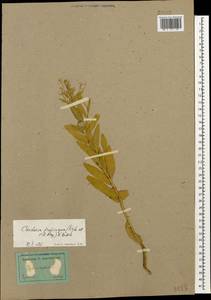 Lepidium chalepense L., Caucasus, Stavropol Krai, Karachay-Cherkessia & Kabardino-Balkaria (K1b) (Russia)