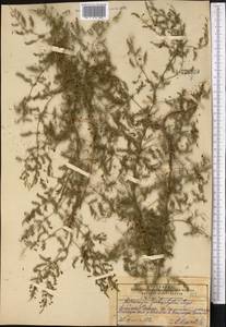 Asparagus brachyphyllus Turcz., Middle Asia, Pamir & Pamiro-Alai (M2) (Kyrgyzstan)