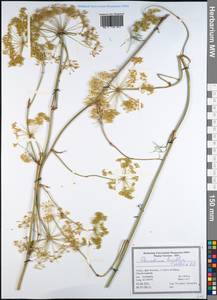 Peucedanum longifolium Waldst. & Kit., South Asia, South Asia (Asia outside ex-Soviet states and Mongolia) (ASIA) (Turkey)