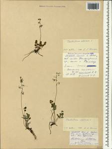 Thalictrum alpinum L., Caucasus, North Ossetia, Ingushetia & Chechnya (K1c) (Russia)