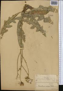 Sonchus asper (L.) Hill, Middle Asia, Muyunkumy, Balkhash & Betpak-Dala (M9) (Kazakhstan)