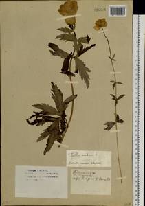 Trollius asiaticus L., Siberia, Western (Kazakhstan) Altai Mountains (S2a) (Kazakhstan)