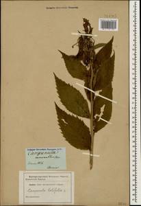 Campanula latifolia L., Caucasus (no precise locality) (K0)