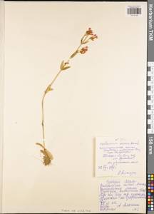 Centaurium erythraea subsp. erythraea, Eastern Europe, Central region (E4) (Russia)