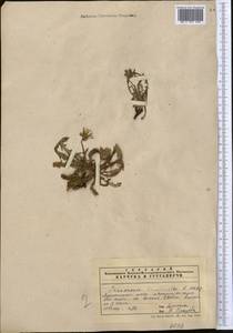Taraxacum brevirostre Hand.-Mazz., Middle Asia, Pamir & Pamiro-Alai (M2) (Uzbekistan)