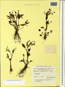 Ranunculus ophioglossifolius Vill., Caucasus, Azerbaijan (K6) (Azerbaijan)