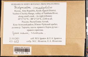 Didymodon icmadophilus (Schimp. ex Müll. Hal.) K. Saito, Bryophytes, Bryophytes - Western Siberia (including Altai) (B15) (Russia)