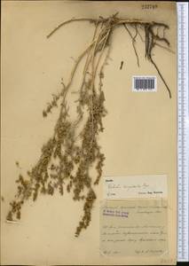 Halothamnus glaucus subsp. hispidulus (Bunge) Kothe-Heinr., Middle Asia, Caspian Ustyurt & Northern Aralia (M8) (Kazakhstan)