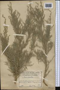 Tamarix hispida Willd., Middle Asia, Syr-Darian deserts & Kyzylkum (M7) (Kazakhstan)