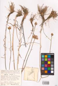 Allium lineare L., Eastern Europe, Lower Volga region (E9) (Russia)