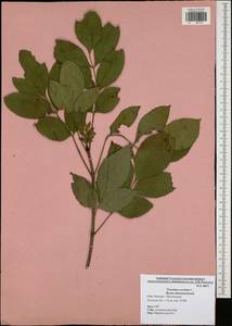 Fraxinus excelsior L., Eastern Europe, Central region (E4) (Russia)