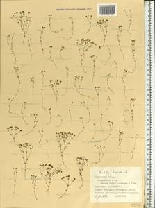 Radiola linoides Roth, Eastern Europe, Central region (E4) (Russia)