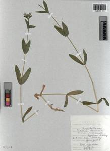 KUZ 004 565, Dichodon davuricum (Fisch. ex Spreng.) Á. Löve & D. Löve, Siberia, Altai & Sayany Mountains (S2) (Russia)