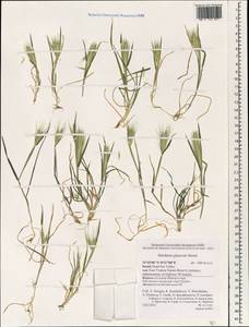 Hordeum murinum subsp. glaucum (Steud.) Tzvelev, South Asia, South Asia (Asia outside ex-Soviet states and Mongolia) (ASIA) (Israel)