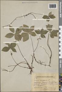 Cornus canadensis L., Siberia, Russian Far East (S6) (Russia)