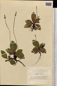 Plantago media L., Siberia, Altai & Sayany Mountains (S2) (Russia)