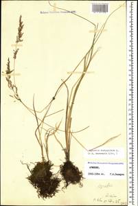 Agrostis stolonifera L., Caucasus, Armenia (K5) (Armenia)