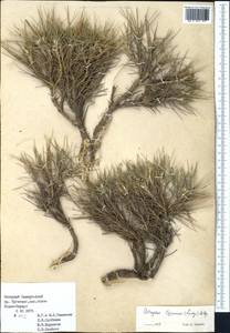 Astragalus leiosemius (Lipsky) Popov, Middle Asia, Pamir & Pamiro-Alai (M2) (Turkmenistan)