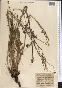 Onobrychis arenaria (Kit.) DC., Middle Asia, Northern & Central Kazakhstan (M10) (Kazakhstan)