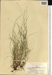 Carex disperma Dewey, Eastern Europe, Central region (E4) (Russia)