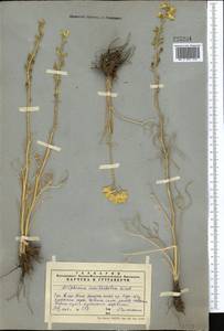 Delphinium semibarbatum Bien. ex Boiss., Middle Asia, Western Tian Shan & Karatau (M3) (Kazakhstan)