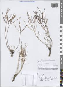 Erysimum altaicum C.A.Mey., Siberia, Altai & Sayany Mountains (S2) (Russia)