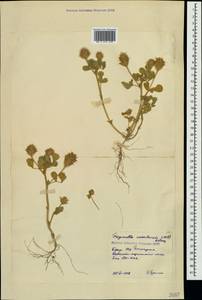 Trigonella coerulescens (M.Bieb.)Halacsy, Crimea (KRYM) (Russia)