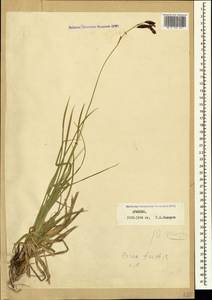 Carex tristis M.Bieb., Caucasus, Armenia (K5) (Armenia)