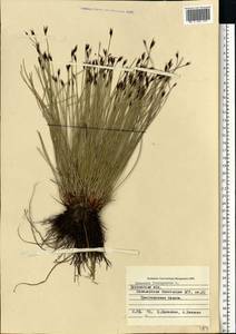 Schoenus ferrugineus L., Eastern Europe, Northern region (E1) (Russia)