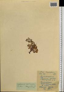 Cardamine bellidifolia L., Siberia, Chukotka & Kamchatka (S7) (Russia)