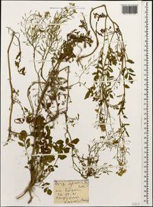 Rorippa sylvestris (L.) Besser, Caucasus, Georgia (K4) (Georgia)