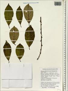 Elaeagnus delavayi Lecomte, South Asia, South Asia (Asia outside ex-Soviet states and Mongolia) (ASIA) (Vietnam)