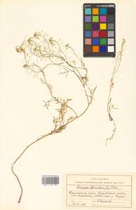 Rorippa sylvestris (L.) Besser, Siberia, Russian Far East (S6) (Russia)