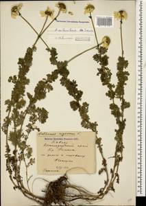 Cota melanoloma subsp. melanoloma, Caucasus, Krasnodar Krai & Adygea (K1a) (Russia)