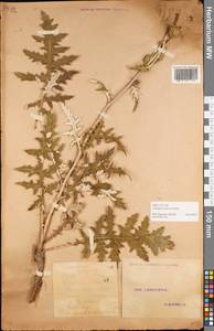 Echinops tataricus Knjaz., Eastern Europe, Eastern region (E10) (Russia)