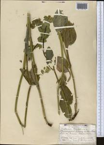 Bupleurum aureum Fisch., Middle Asia, Dzungarian Alatau & Tarbagatai (M5) (Kazakhstan)