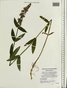 Stachys palustris L., Eastern Europe, North-Western region (E2) (Russia)