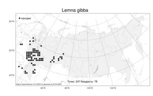 Lemna gibba L., Atlas of the Russian Flora (FLORUS) (Russia)