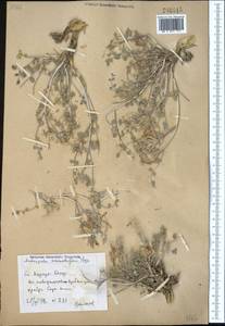 Astragalus ammotrophus Bunge, Middle Asia, Syr-Darian deserts & Kyzylkum (M7) (Uzbekistan)