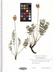 Oxytropis hippolyti Boriss., Eastern Europe, Middle Volga region (E8) (Russia)