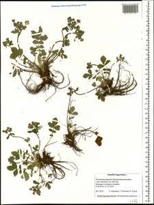 Potentilla fragarioides L., Siberia, Baikal & Transbaikal region (S4) (Russia)