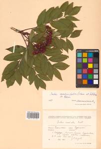 Sorbus sambucifolia (Cham. & Schltdl.) M. Roem., Siberia, Russian Far East (S6) (Russia)