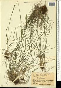 Poa longifolia Trin., Crimea (KRYM) (Russia)