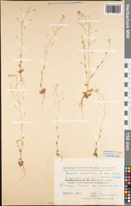 Draba nemorosa L., Eastern Europe, North Ukrainian region (E11) (Ukraine)