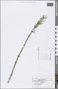 Equisetum fluviatile L., Eastern Europe, Middle Volga region (E8) (Russia)