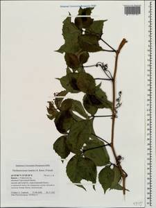 Parthenocissus inserta (A. Kern.) Fritsch, Crimea (KRYM) (Russia)