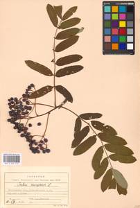 Sorbus aucuparia L., Eastern Europe, Moscow region (E4a) (Russia)