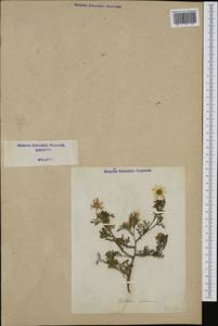 Tripleurospermum inodorum (L.) Sch.-Bip, Western Europe (EUR) (Italy)